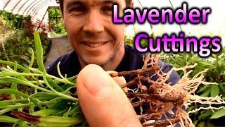 How to Grow Lavender Plants from Cuttings | Propagating Softwood Lavender Cuttings in Sand