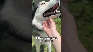  #хаски #собачники #жизньссобакой #husky #забавныеживотные