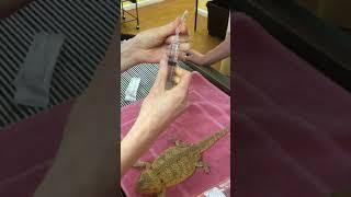 Administering subcutaneous fluids to a bearded dragon