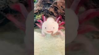 Feeding Axolotl Pinky her lunch ️#axolotl #feeding