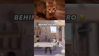 Three Monkeys #csgo  #funny #cat #shortvideo #shortvideo #short