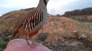 S A R O K  kurdish chukar Kaw