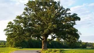 Bur Oak Tree Identification | Weaver Family Farms Nursery