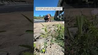 Turtle in danger #wildliferescue #animalfriendshipgoals#rescue #turtle #lovestory #love #animals
