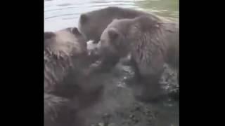 Волки против медведей. Отвага