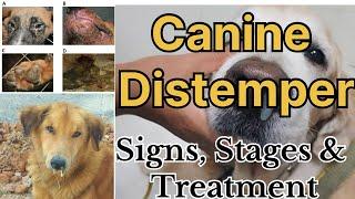 Canine Distemper in Dogs: All stages with signs and possible treatment options by Dr Sk Mishra