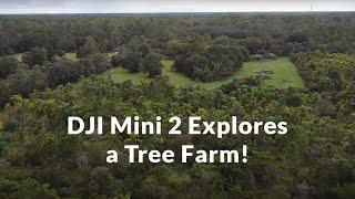 DJI Mini 2 Explores a Tree Farm!