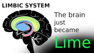 ◆ The Brain just turned Lime