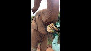 Elephant Eating | ASMR | Record the life moments of elephants #satisfying #asmr #Elephant #shorts #