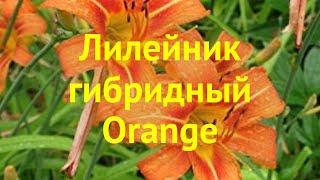 Лилейник гибридный Оранж. Краткий обзор, описание характеристик hemerocallis Orange