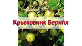 Крыжовник обыкновенный Берилл  Обзор: посадка и уход. крупномеры крыжовника: описание и особенности