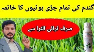 Eliminate all wheat weeds || weeds control || Jutt Agri tips