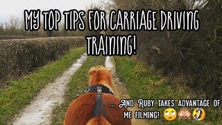 MY TOP TIPS FOR CARRIAGE DRIVING TRAINING / HOW TO STOP A HORSE FROM SPINNING & BOLTING