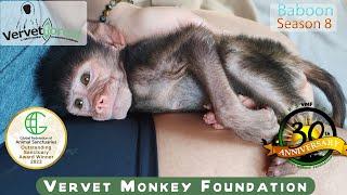 Baby baboon orphan needs our help