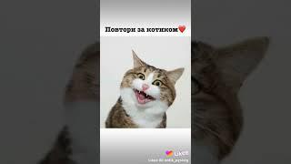 Повтори за котиком