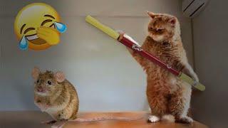 Funniest Cats  Funny Animal Videos 