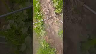 umair salam # super power  #phonkmusic #audio # village #  farming