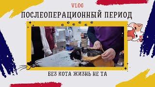 VLOG: Фросе сделали операцию  #семьяблогеров#кот#лечение#ветеринар#