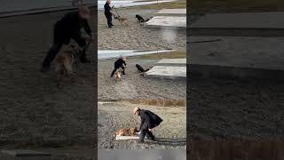 Много тренинга, не очень хорошо! Главное качество! #dogtraining #doglife #workingdogtraining