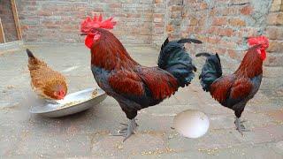 My Cute Red Black Rooster | Rooster Family | Eggs | BBirds #8