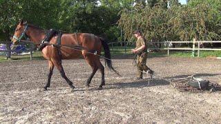 Лошадь. Хозяйственные работы на вожжах.Horse. Household work on the reins.