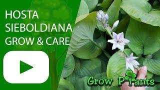 Hosta sieboldiana - grow, care & eat