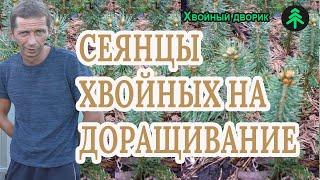 Как и где лучше доращивать сеянцы ели,туи?Сеянцы  на доращивание от Хвойного дворика.