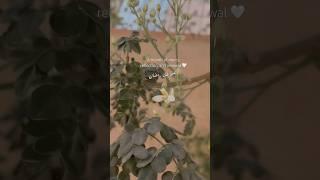 Ramadan Day 7#love #thehayyatestic #shortsfeed #shortsviral #shorts #shortfeed #ramadan2025 #explore