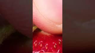 macro | strawberry | Zoom | crushing