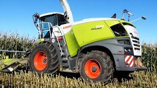 Claas Jaguar 970 Chopping Corn | Maisernte - Mais Silage 2024