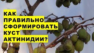 Как правильно сформировать куст актинидии для большого урожая ягод Секрет богатого  урожая мини-киви