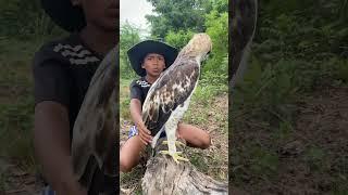 A boy walking in the forest saw a large, beautiful bald eagle.part2#short #edit #love #birds #reels