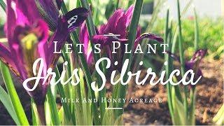 How To Grow Siberian Irises (Iris Siberica) Easy Gardening Tips