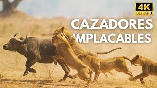 MAASAI MARA | Secretos de los Cazadores Africanos | Documental de Animales