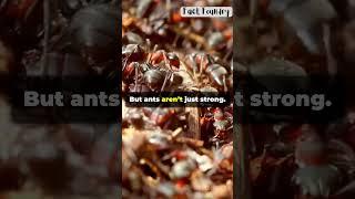 The Unbelievable Strength of Ants #ants #shorts #facts