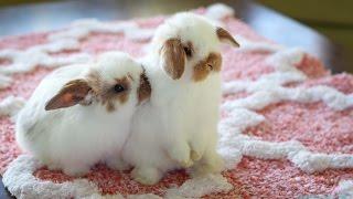 Cute Baby Holland Lop Bunnies Playing Inside the House