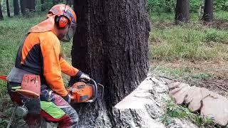 Chainsaw Husqvarna 560XP FELLING TREE!