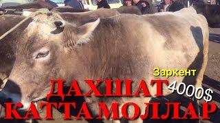 ДАХШАТ КАТТА КУЧАТ МОЛЛАР ЗАРКЕНТ МОЛ БОЗОРИ