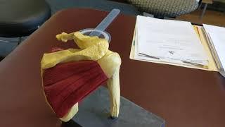 2018-12 Hsiu Chang Explain Shoulder rotator cuff in physical therapy 2