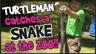 Turtleman catches a snake at the zoo!!