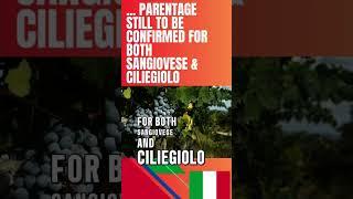 How to Pronounce - Ciliegiolo - #howtopronounce #ciliegiolo