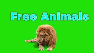 Green Screen Animals | Chroma Key