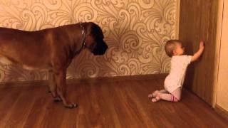 Бурбуль и ребенок 3. Boerboel and baby