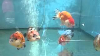 Getting my Oranda from Coast Gem USA