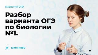 Разбор варианта ОГЭ 2023 по биологии №1