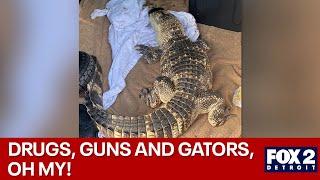 Guns drugs, and gators in Wayne County home