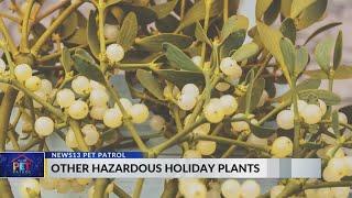 Pet Patrol: Festive Christmas plants that pose a threat to pets