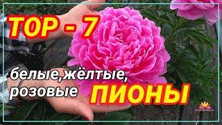 Прекрасные пионы для вашего сада. Часть 1 / Сад Ворошиловой