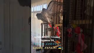 Путін Хуйло! Слава Україні 