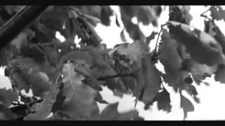 Andrei Rublev - Lone tree scene